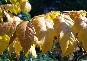 Mydleniec wiechowaty (Koelreuteria paniculata) 